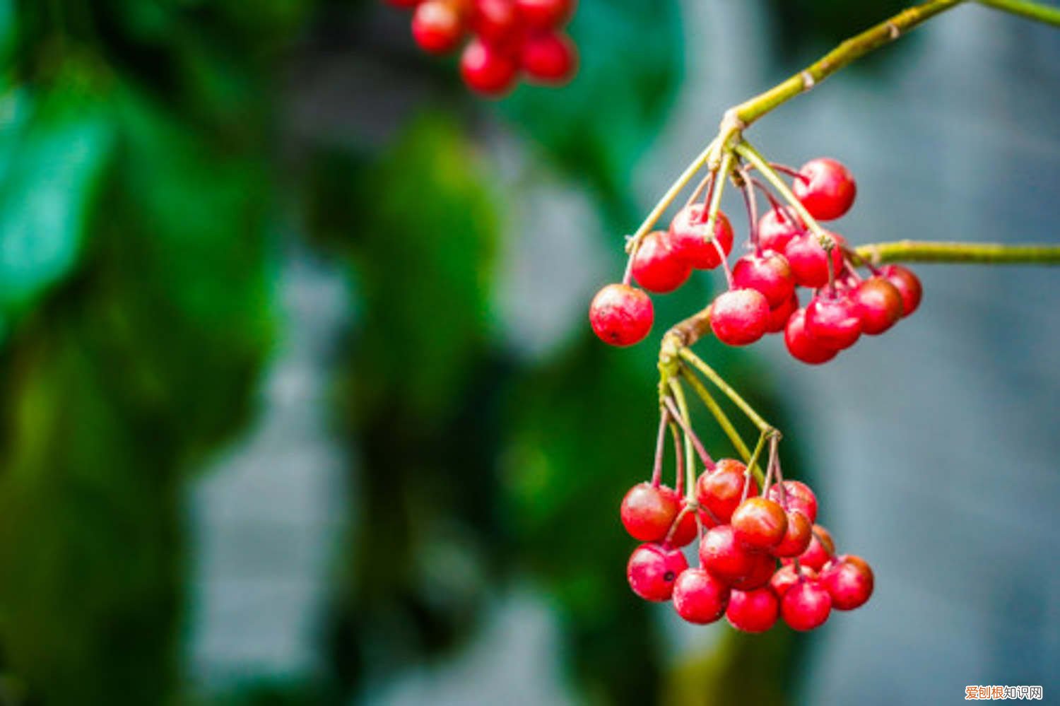 富贵籽的果实变黑脱落怎么办 怎么让富贵籽结果，落果了怎么办