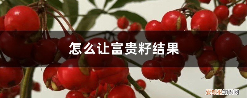 富贵籽的果实变黑脱落怎么办 怎么让富贵籽结果，落果了怎么办