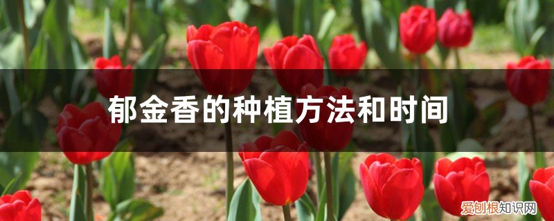 郁金香地栽的种植方法和时间 郁金香的种植方法和时间，郁金香图片