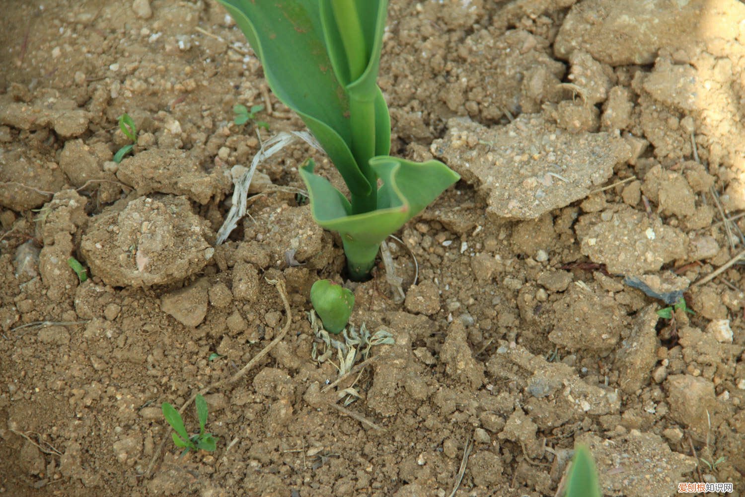 郁金香地栽的种植方法和时间 郁金香的种植方法和时间，郁金香图片