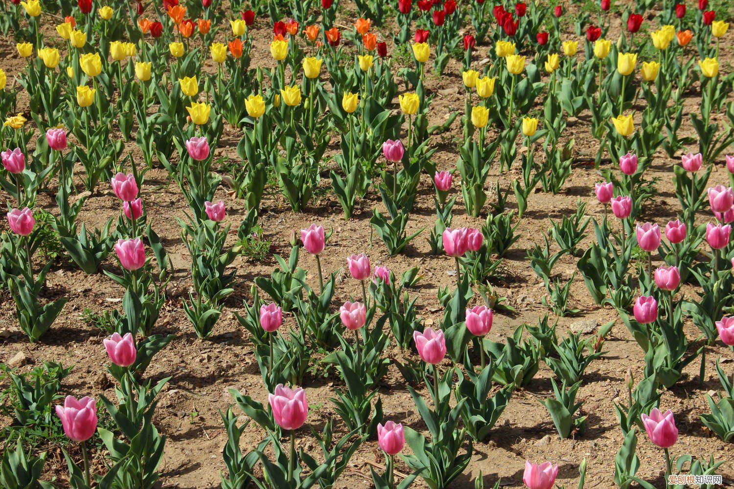 郁金香地栽的种植方法和时间 郁金香的种植方法和时间，郁金香图片