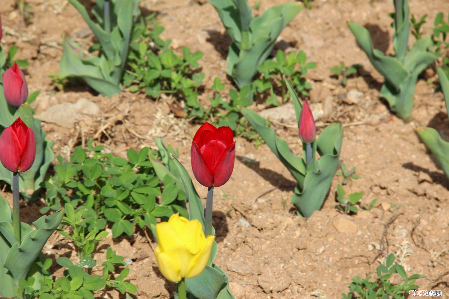 郁金香地栽的种植方法和时间 郁金香的种植方法和时间，郁金香图片
