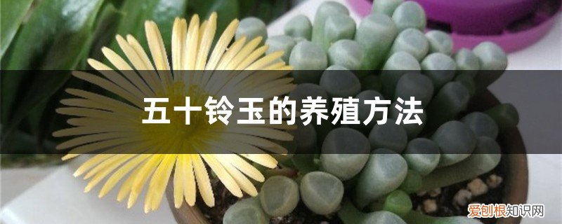 五十铃玉可以闷养吗 五十铃玉的养殖方法，怎么养爆盆