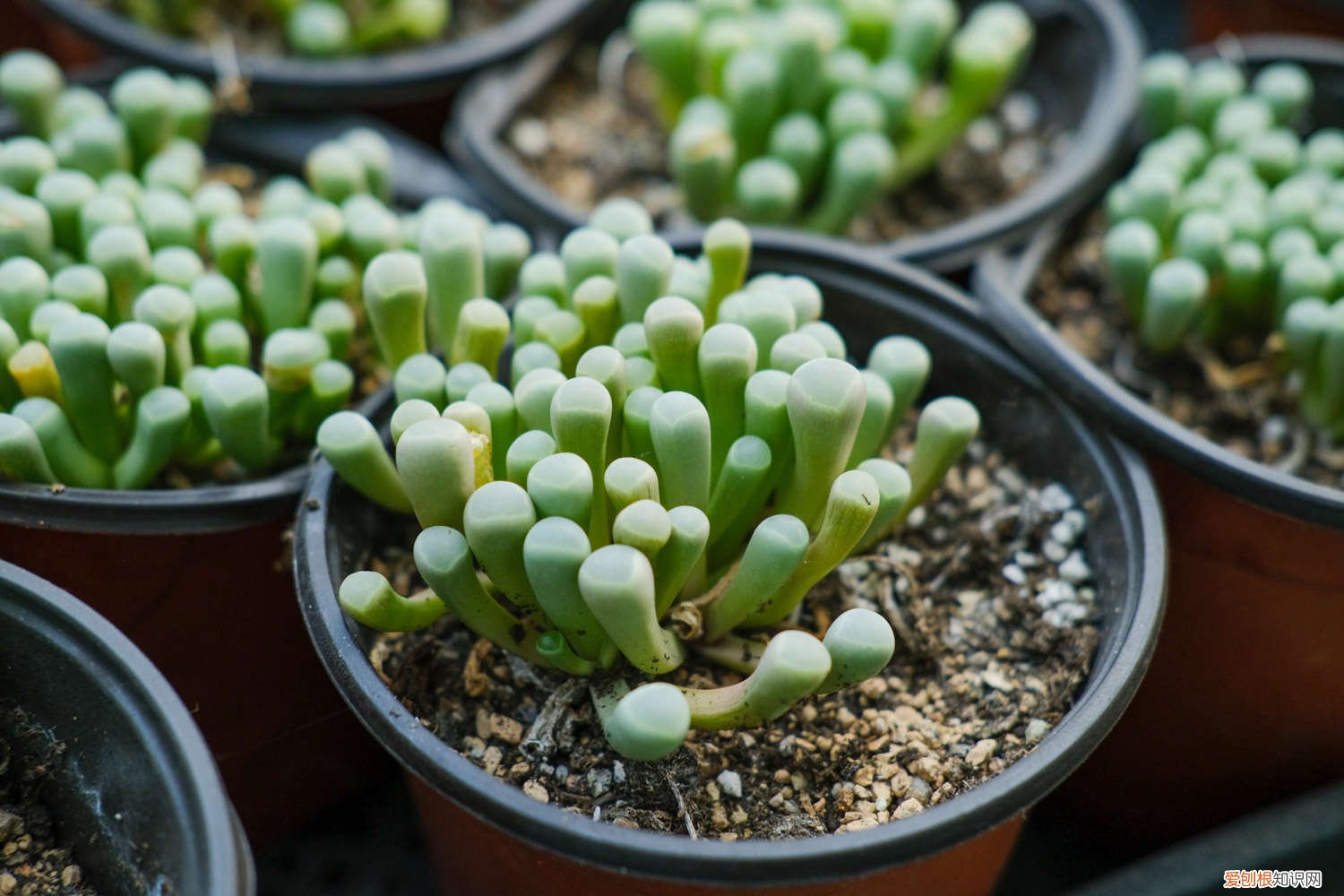 五十铃玉可以闷养吗 五十铃玉的养殖方法，怎么养爆盆