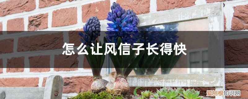 风信子长太高可以剪吗 怎么让风信子长得快，长太高怎么处理