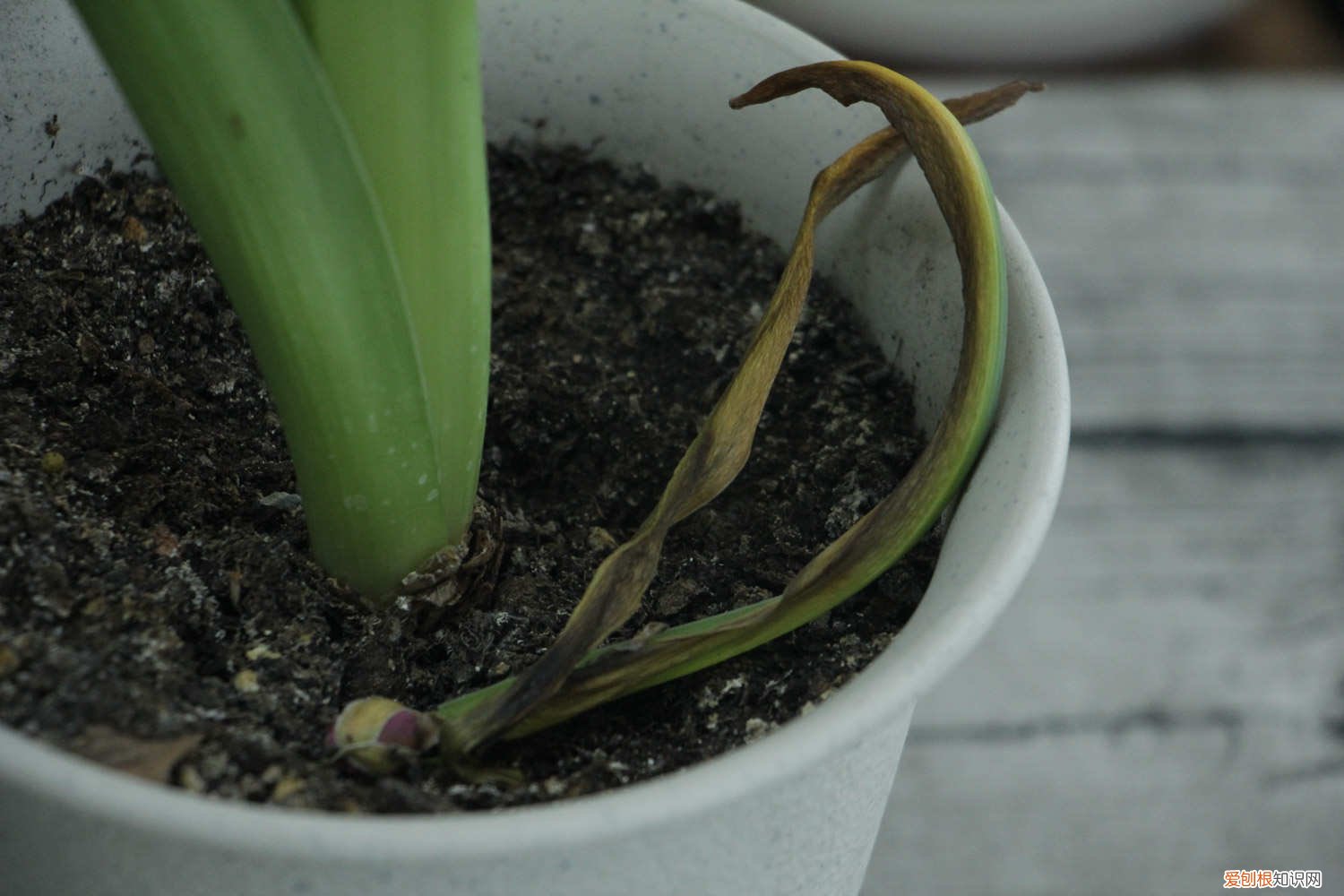 风信子长太高可以剪吗 怎么让风信子长得快，长太高怎么处理