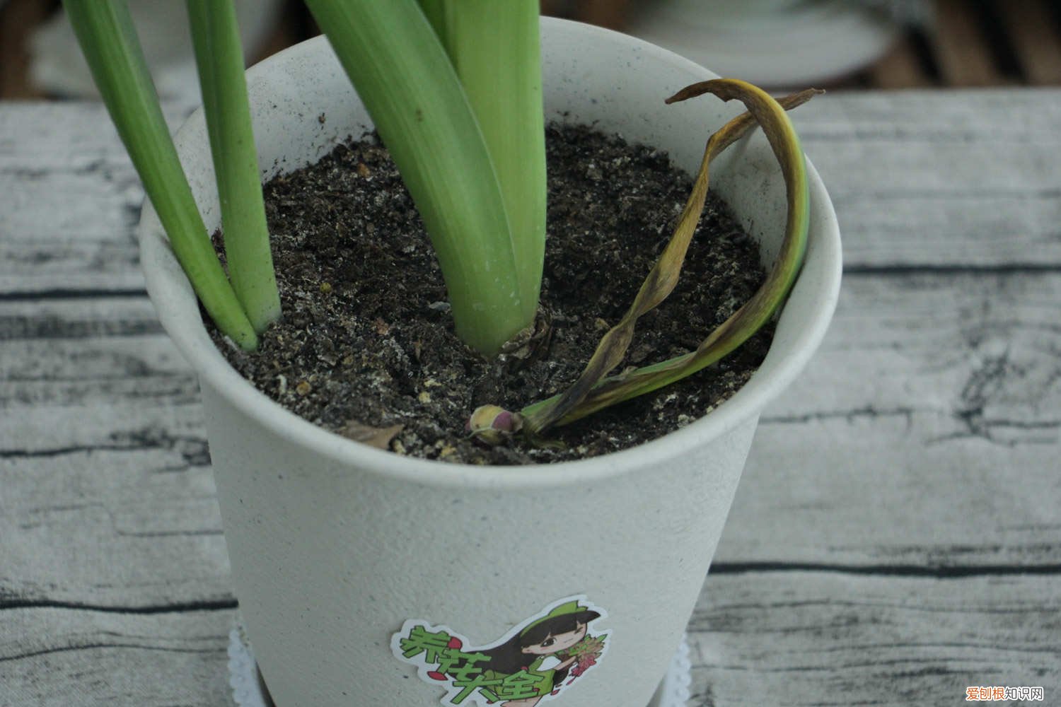 风信子长太高可以剪吗 怎么让风信子长得快，长太高怎么处理