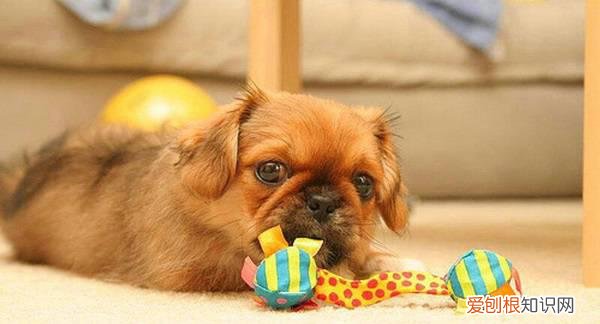 小狗翻肠子的症状打什么药好使 小狗翻肠子的症状