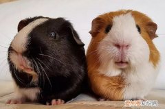 荷兰猪爱喝水怎么办，荷兰猪爱喝水怎么办啊