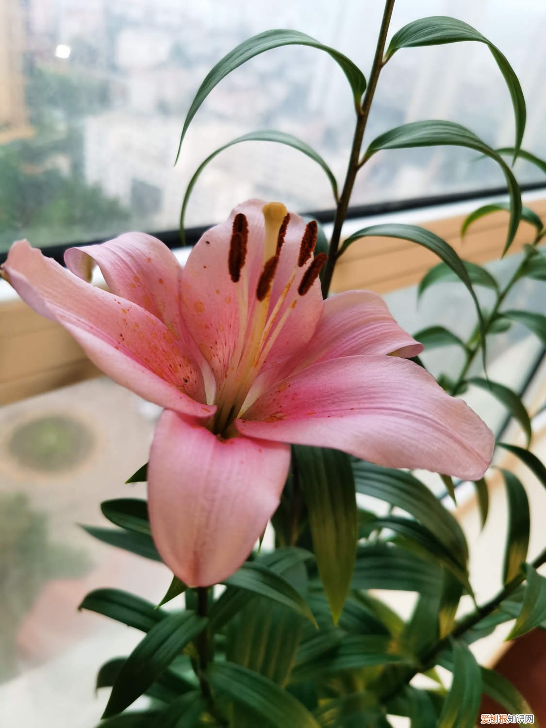 如何让百合花开的时间更长 怎么让百合花开的更久，花期怎么养