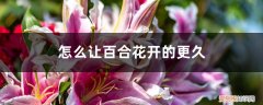 如何让百合花开的时间更长 怎么让百合花开的更久，花期怎么养