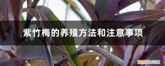 紫竹梅的养殖方法和注意事项视频 紫竹梅的养殖方法和注意事项
