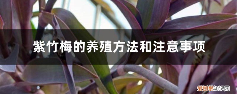 紫竹梅的养殖方法和注意事项视频 紫竹梅的养殖方法和注意事项