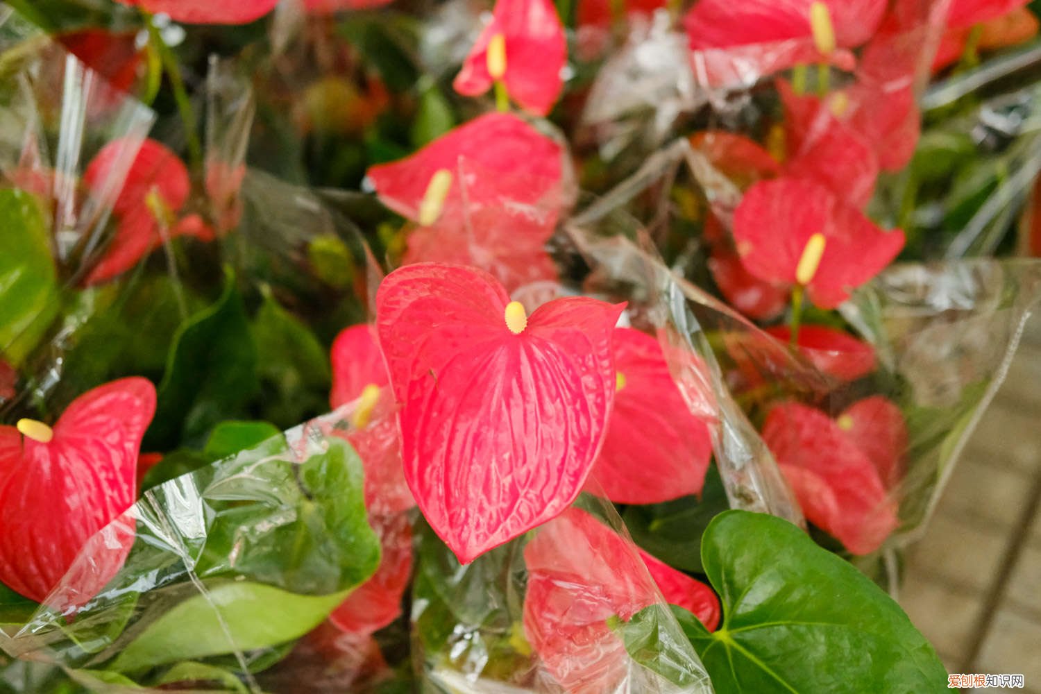 红掌叶子出油怎么办 怎么让红掌叶子油光发亮，发黄怎么补救