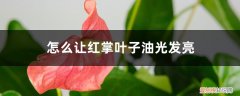 红掌叶子出油怎么办 怎么让红掌叶子油光发亮，发黄怎么补救