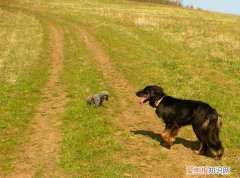 狗狗最怕听到的声音有哪些 狗狗最怕听到的声音