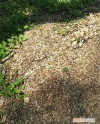 图 锯木屑怎么发酵 碎木头发酵种花效果如何