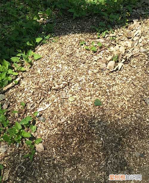 图 锯木屑怎么发酵 碎木头发酵种花效果如何