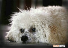 狗狗眼睛有白色分泌物 味道发酸 狗狗眼睛有白色分泌物