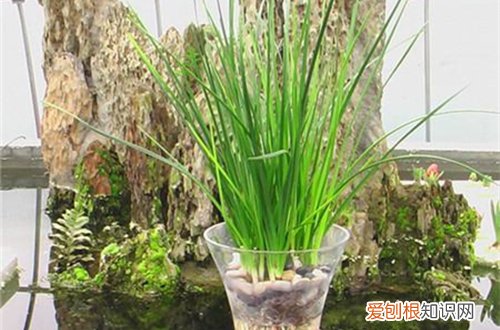 图 葱兰怎样水培 葱兰的水培方法和注意事项