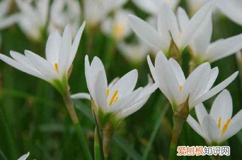 图 葱兰怎样水培 葱兰的水培方法和注意事项