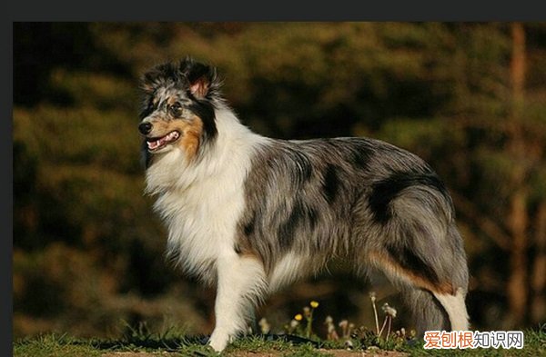 狗狗背上长了个包包,狗狗看起来精神蛮好挺能吃咋回事 狗狗背上长了个包包