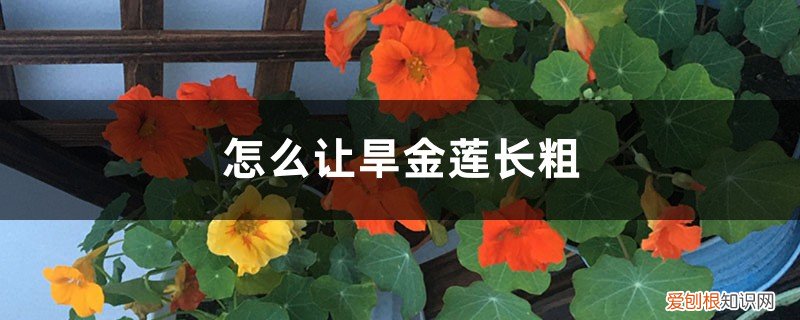 怎么让旱金莲长粗,如何爆盆视频 怎么让旱金莲长粗，如何爆盆