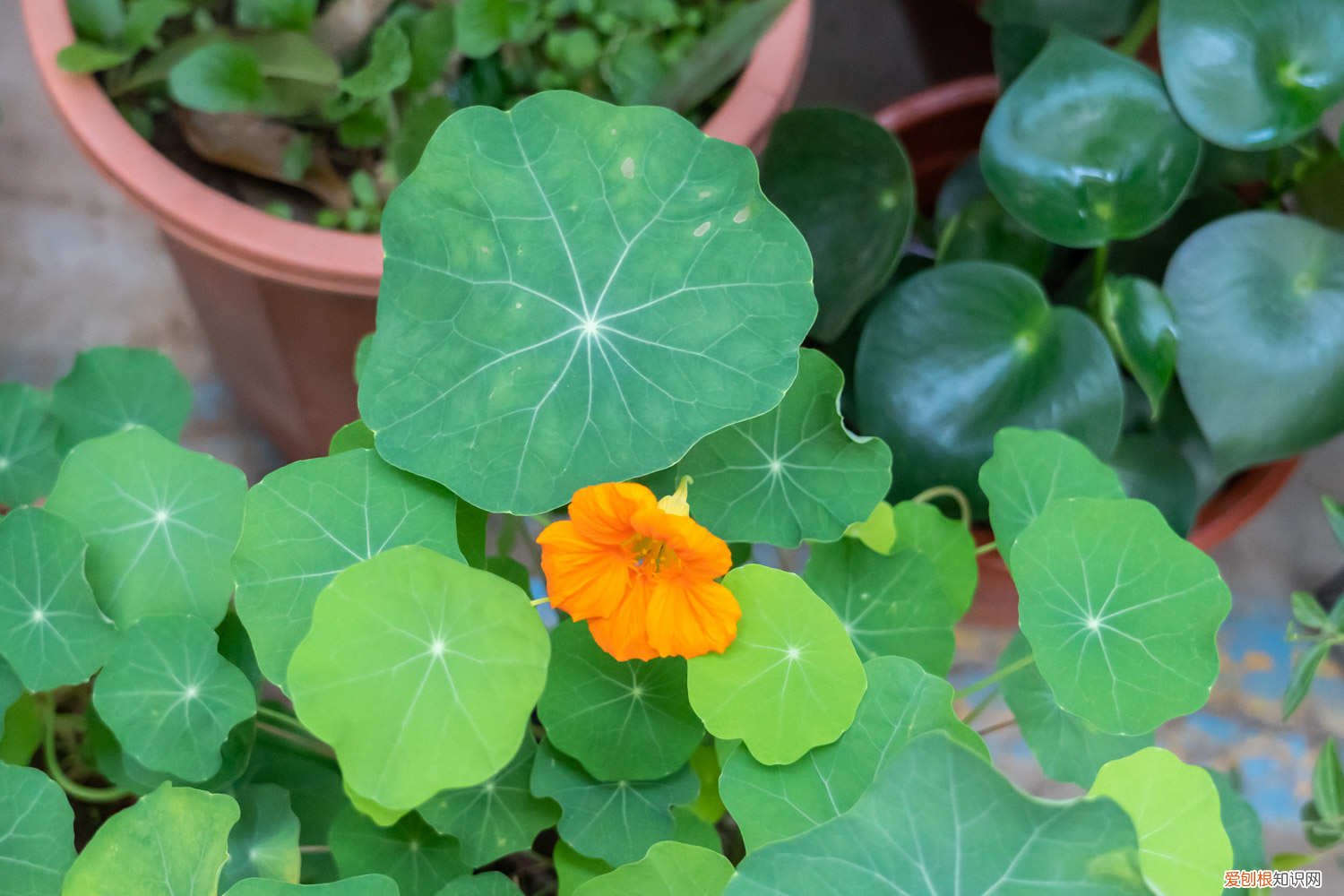 怎么让旱金莲长粗,如何爆盆视频 怎么让旱金莲长粗，如何爆盆