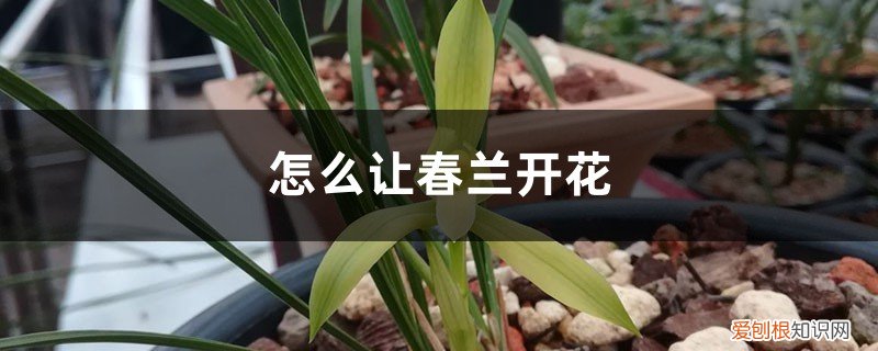 春兰种养几年能开花 怎么让春兰开花，养几年能开花