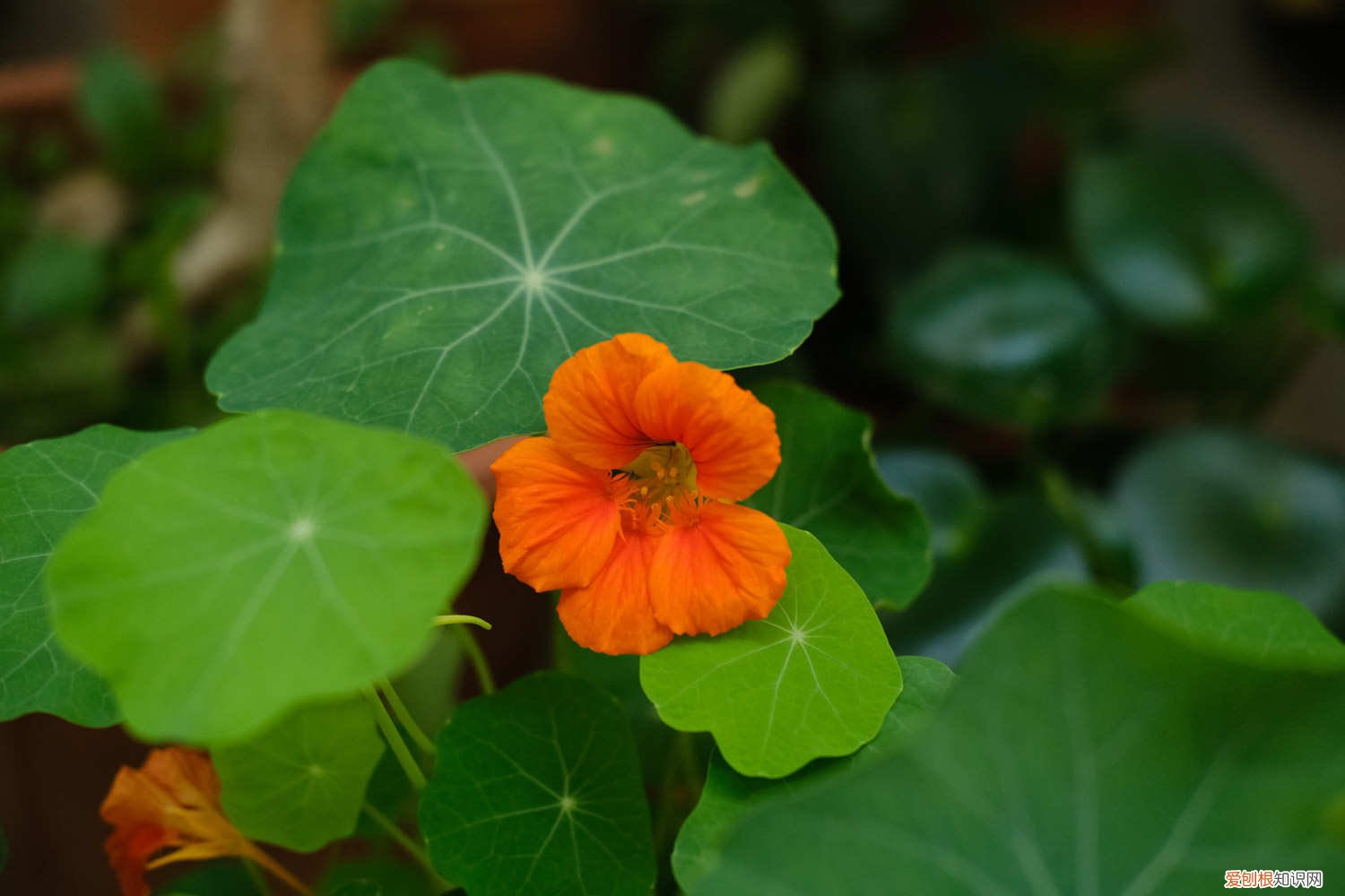 旱金莲攀爬 旱金莲爬藤吗，怎么让它爬藤