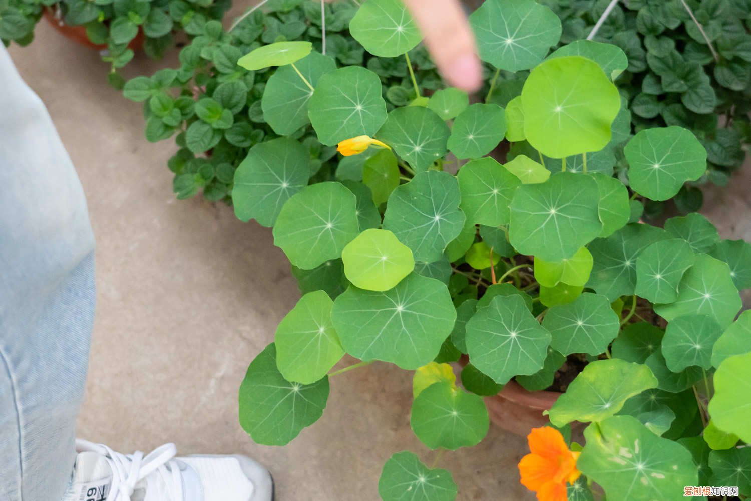 旱金莲攀爬 旱金莲爬藤吗，怎么让它爬藤