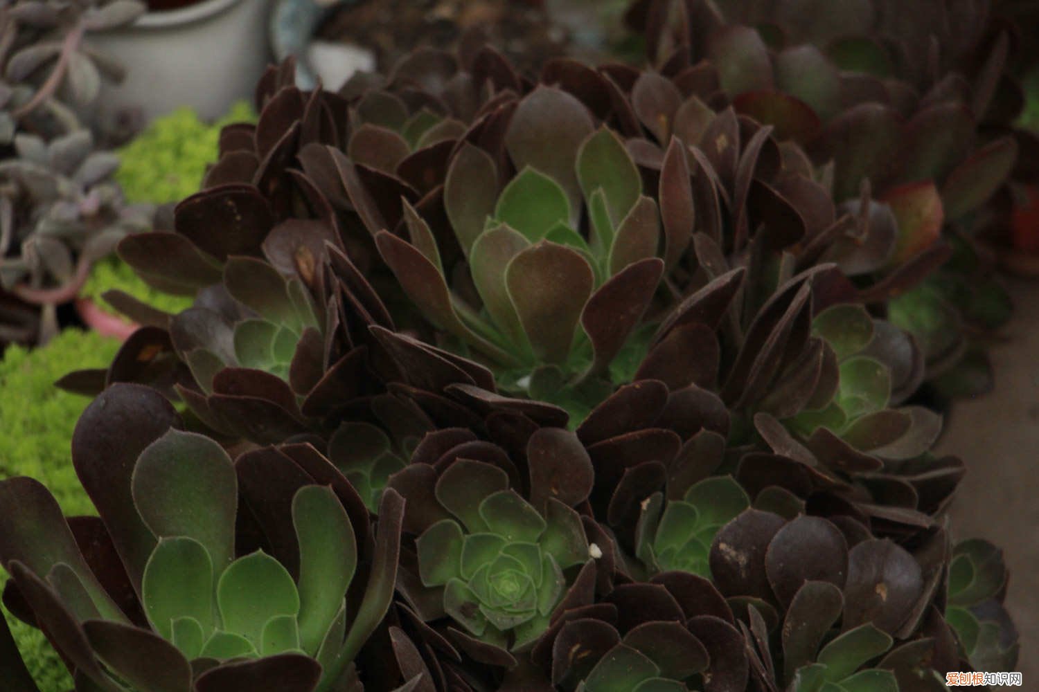 黑法师怎样变多头 怎么让黑法师单头变多头，怎么繁殖