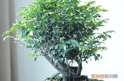 图 小叶紫檀盆景怎么养 小叶紫檀盆景的养护方法和注意事项