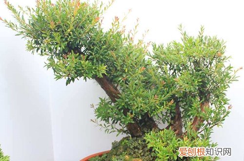 图 小叶紫檀盆景怎么养 小叶紫檀盆景的养护方法和注意事项