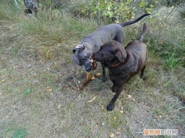 狗一年相当于几岁狗几岁 狗狗一年相当于几岁