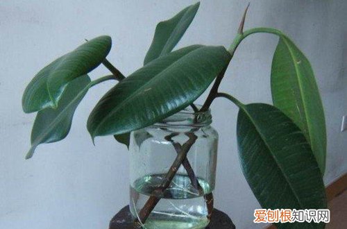 图 橡皮树怎么水培 橡皮树的水培方法和注意事项