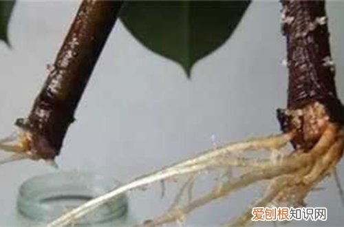 图 橡皮树怎么水培 橡皮树的水培方法和注意事项