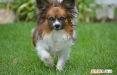 狗怀孕周期从什么时候算起 狗的怀孕周期