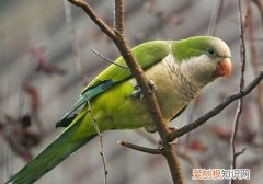 和尚鹦鹉为什么叫和尚，和尚是什么鹦鹉