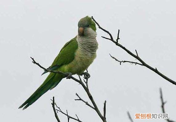 和尚鹦鹉多大成年,和尚鹦鹉多大成年