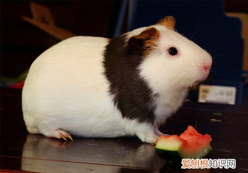 荷兰猪亲近人吗，荷兰猪亲人嘛