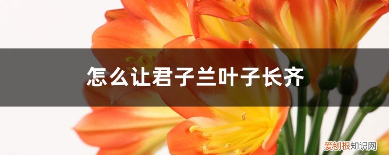 君子兰叶子长的不齐怎么办 怎么让君子兰叶子长齐，叶子不齐怎么办