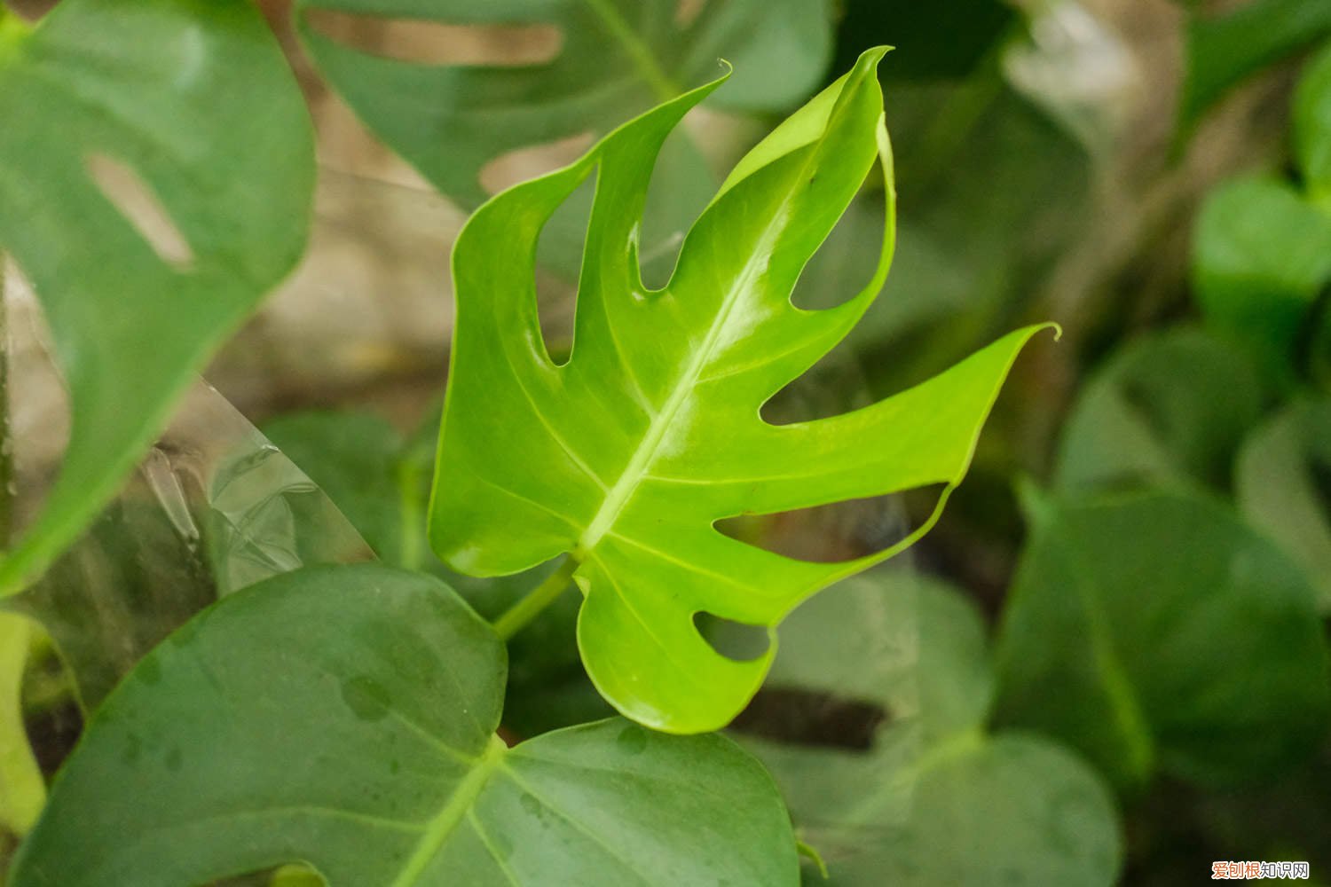 龟背竹叶子裂了怎么办 怎么让龟背竹叶子开裂,枯叶怎么处理