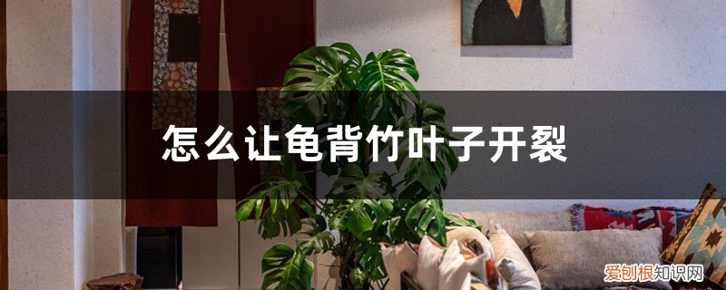 龟背竹叶子裂了怎么办 怎么让龟背竹叶子开裂,枯叶怎么处理