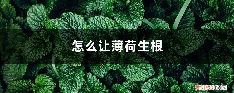薄荷水培会生根吗 怎么让薄荷生根，水培生根后怎么养