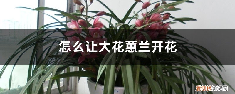 大花蕙兰开花期间怎么养护 怎么让大花蕙兰开花,花期怎么养护