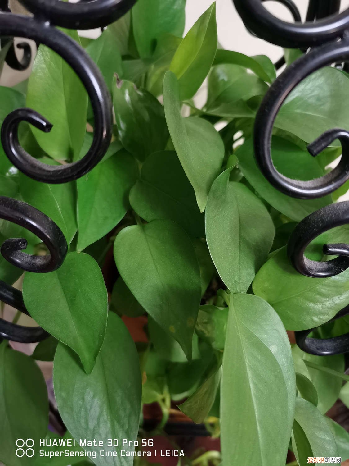 如何让绿萝快速长爆盆 怎么让绿萝爆盆,放啥长得快