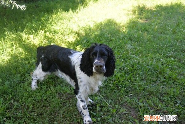 40天的小狗可以吃干狗粮吗 40天小狗能吃干狗粮吗