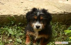 泰迪一天吃多少狗粮合适 泰迪一天吃多少狗粮