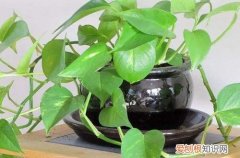 图 刚买来的绿萝怎样移盆 刚移盘的绿萝需要浇水吗